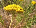 A. ageratum