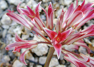 <i>Allium fimbriatum</i> Species of flowering plant