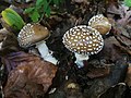 Pixacà (Amanita pantherina)