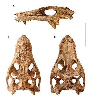 <i>Araripesuchus</i> Extinct genus of reptiles