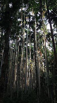 Garden of tall areca trees