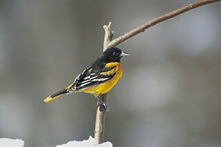 <span class="mw-page-title-main">New World oriole</span> Genus of birds