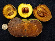 Schwarze Sapote