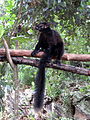 Eulemur (cat.)