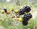 Berries (blackberries)