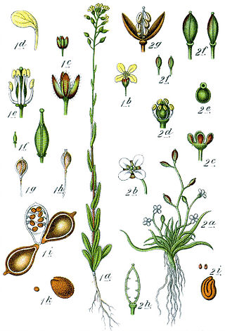 <span class="mw-page-title-main">Vavilovian mimicry</span> Type of biological mimicry in plants