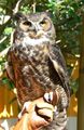 Great Horned Owl (Bubo virginianus)