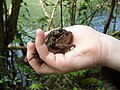 Amplexus or Bufo bufo in the "Fragas" of the River Eume Natural Park