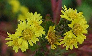 <i>Chrysanthemum</i> Genus of flowering plants in the daisy family Asteraceae