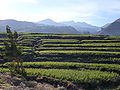 Agricultural terraces of corn near Cabanaconde