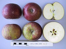 Cox La Vera Cross section of Cox La Vera, National Fruit Collection (acc. 2000-120).jpg