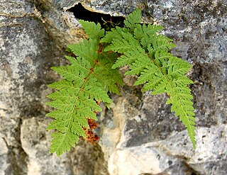 <i>Cystopteris utahensis</i> Species of fern