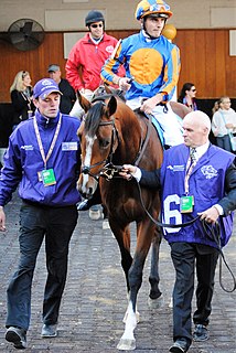 Clemmie Irish-bred Thoroughbred racehorse