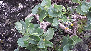 <i>Sonchus marginatus</i> Species of flowering plant