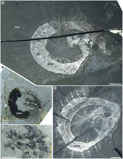 <i>Eldonia</i> Extinct genus of soft-bodied animals