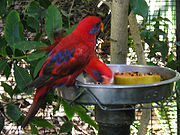 A red parrot with black eye-spots, a dark blue streak behind the eyes, and black wingtips and shoulders