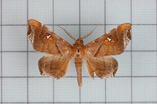 <span class="mw-page-title-main">Pangraptinae</span> Subfamily of moths