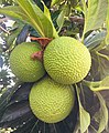 Fruit de l'arbre à pain (ʻuru).