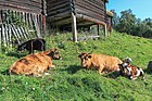 Maihaugen gjør et viktig arbeid for å ivareta gamle husdyrraser.