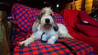 <span class="mw-page-title-main">Grand Basset Griffon Vendéen</span> Dog breed