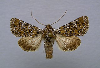 <i>Hadena magnolii</i> Species of moth