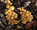 !!Hypholoma fasciculare!!