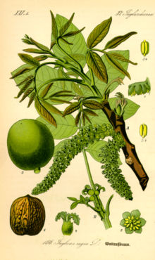 Nogal (Juglans regia) Illustration Juglans regia0.jpg