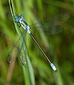 Lestes dryas (Glänzende Binsenjungfer, Männchen) [D]