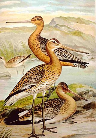 <span class="mw-page-title-main">Godwit</span> Genus of birds