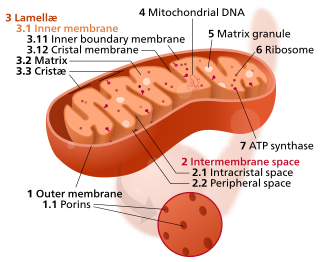 <span class="mw-page-title-main">Crista</span> Fold in the inner membrane of a mitochondrion