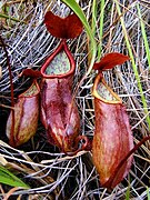 Nepenthes kerrii