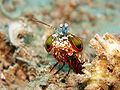 Image 8 Mantis shrimp Credit: Jens Petersen Mantis shrimp (peacock mantis shrimp – Odontodactylus scyllarus – pictured) are marine crustaceans of the order Stomatopoda. They take their name from the physical resemblance to praying mantises and shrimp. More selected pictures