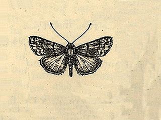 <span class="mw-page-title-main">Scolecocampinae</span> Subfamily of moths