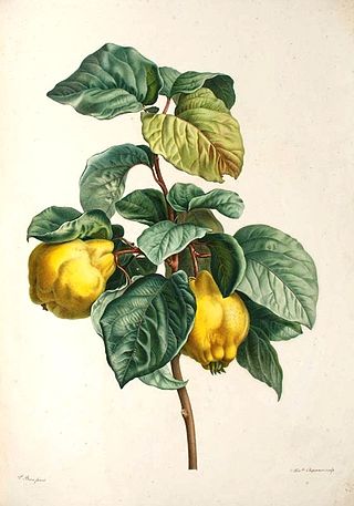 <span class="mw-page-title-main">Quince</span> Species of flowering plant in the rose family Rosaceae