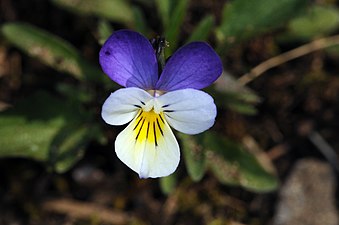 Viola spec. (Veilchen)