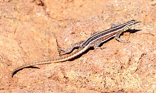 <span class="mw-page-title-main">Lebombo flat lizard</span> Species of lizard