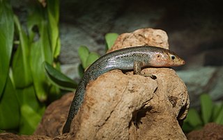 Bermuda rock skink species of reptile