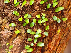 Fern Pyrrosia piloselloides, Dragon's Scale, in Malaysia. Photo by commons:User:Tu7uh.