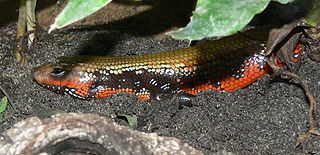 Fire skink Species of lizard