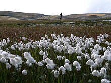 Photo de linaigrettes dans le parc national.