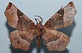 Selenia tetralunaria (Hufnagel, 1767), male, Geometridae