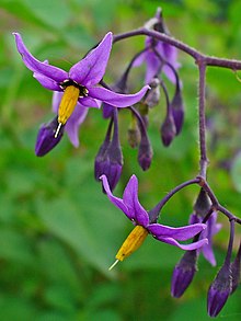 Bittersüßer Nachtschatten (Solanum dulcamara)