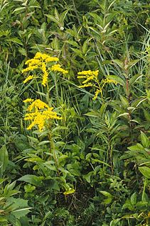 <i>Solidago juncea</i> Species of flowering plant