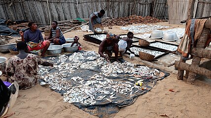 Kaloja erottelemassa, Grand-Popo, Benin.