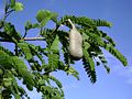 Tamarindus indica, leaves, pod.jpg