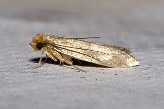 <i>Tineola bisselliella</i> Species of moth