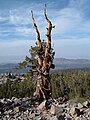 Weather-beaten limber pine near the summit. The Mojave Desert is in the background.