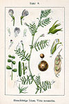 Vicia monantha Sturm9.jpg