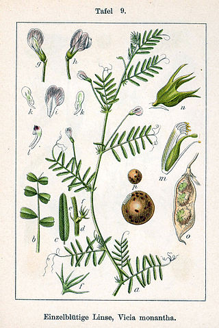 <i>Vicia monantha</i> Species of plant