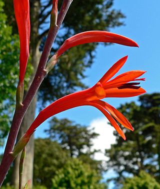 <i>Watsonia</i> (plant) Genus of flowering plants in the iris family Iridaceae